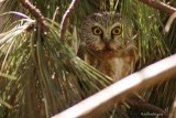 Petite Nyctale (Northern Saw-whet Owl)