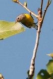 Fall Magnolia Warbler 