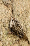 Brown Creeper, Creeping