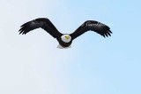 Bald Eagle Fly-By