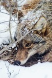 Watchful Coyote 