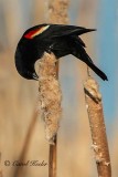 Red-Wing Blackbird Eating Cattail Seeds 