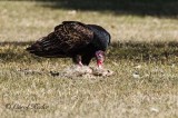 Turkey Vulture Feeding