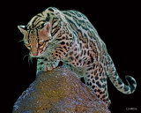 OCELOT  IMG_1631 