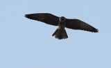 Amur Falcon