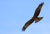 Yellow-billed Kite