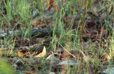 Fiery-necked Nightjar