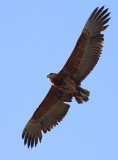 Bateleur