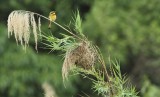 Little Bee-eater