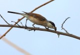 Red-backed Shrike