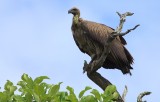 White-backed Vulture