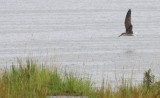 African Skimmer