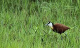 African Jacana