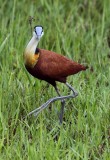 African Jacana