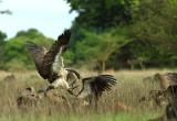 White-backed Vulture