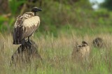 White-backed Vulture