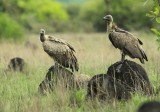 White-backed Vulture