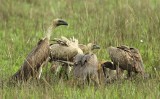 White-backed Vulture