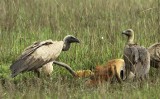 White-backed Vulture