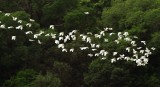 Cattle Egret