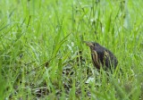 Dwarf Bittern