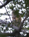 Pels Fishing Owl