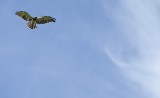 Black-chested Snake-eagle