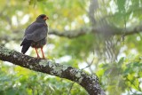 Dark-chanting Goshawk