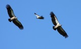 White-backed Vulture