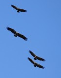 White-backed Vulture