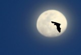 Straw-coloured Fruitbat