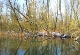 Europese Bever / European Beaver