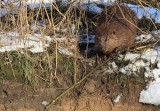 Europese Bever / European Beaver