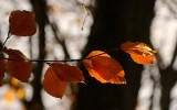 Backlit  Leaves