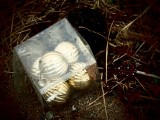 Beach Baubles