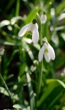 Signs of Spring
