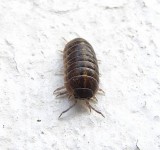 Sow bug (<em>Philoscia</em> sp.)