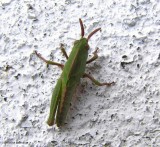 Green-striped grasshopper (,em>Chortophaga viridifasciata</em>)
