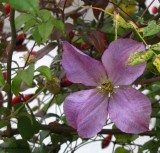 Clematis