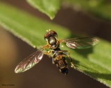 Hover fly (<em>Toxomerus geminatus</em>)