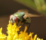 Greenbottle fly (<em>Lucilia</em> sp.)