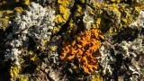 Lichens