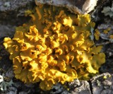 Orange lichen, probably <em>Xanthomendoza fallax</em>