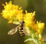 Hover fly, possibly <em>Eupeodes</em>