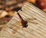 Autumn meadowhawk