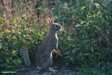 Eastern Cottontail rabbit