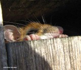 Mouse (<em>Peromyscus</em>)