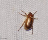 European chafer (<em>Amphimallon majale</em>)