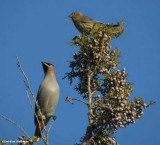 Bohemian waxwing and house finch in juniper
