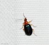 Bombardier Beetle (<em>Brachinus</em> sp.)